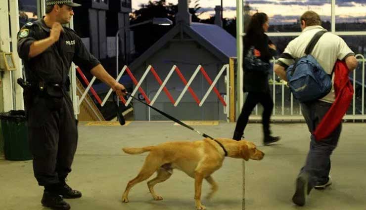 Perro, Amigo del Hombre, Detector,